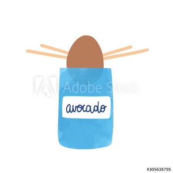 Avocado germination flat vector illustration