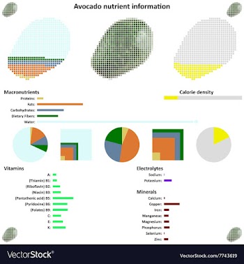 Avocado nutrient information vector image