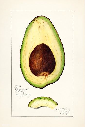 Avocado (Persea) (1916) by Amada Almira Newton. Original from U.S. Dep.. | Free public domain illustration - 2260195