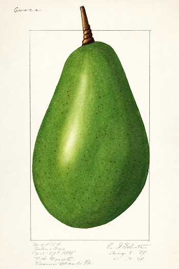 Avocado (Persea) (1916) by Amada Almira Newton. Original from U.S. Dep.. | Free public domain illustration - 2260274