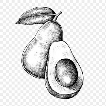 Avocado sketch png sticker on transparent | Free PNG - rawpixel