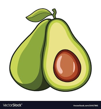 Avocado vector image