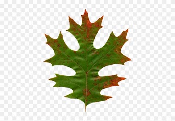 Awaiting Spring - Maple Leaf