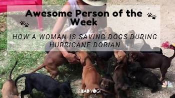 Awesome Person of the Week: How a Woman Is Saving Dogs During ...