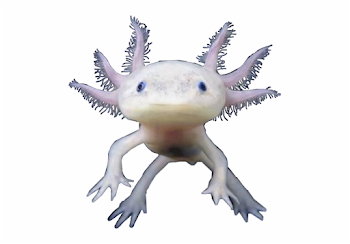 axolotl #freetoedit - Axolotl Transparent Background Free PNG ...