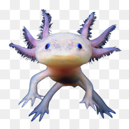 Axolotl PNG - Axolotl Cartoon, Axolotl Background.
