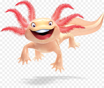 Axolotl Reptile png download - 2834*2363 - Free Transparent ...