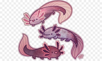 Axolotl Tiger salamander Art Drawing - salamander 