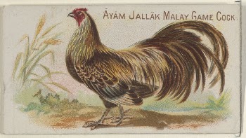 Ayam Jallak Malay Game Cock, | Free Photo - rawpixel