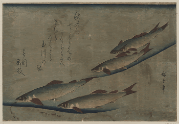 Ayu zu. Original from the Library | Free Photo - rawpixel