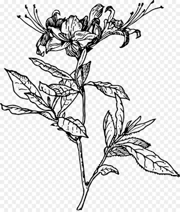 Azalea Drawing Clip art - honeysuckle 
