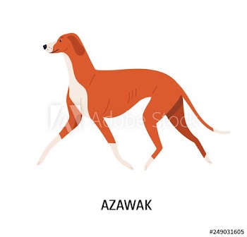 Azawakh
