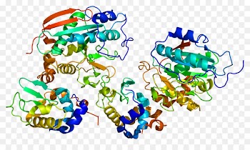 B4GALT1 Protein Structure Gene Galactosyltransferase - chromosomes frame 
