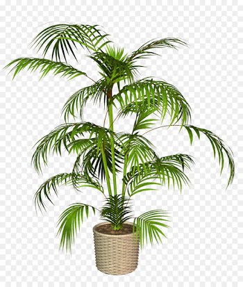 Babassu Asian palmyra palm Palm trees Portable Network Graphics Plants - plants 
