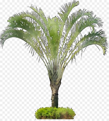 Babassu Flowerpot Coconut Oil palms Palm trees -  