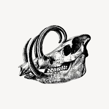 Babirusa skull clipart, skeleton illustration | Free Vector Illustration - rawpixel