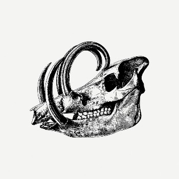 Babirusa skull collage element, skeleton | Free PSD Illustration - rawpixel