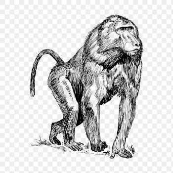 Baboon png, wild animal drawing | Free PNG - rawpixel