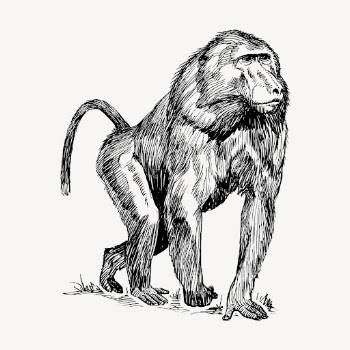 Baboon, wild animal clipart, vintage | Free Vector - rawpixel