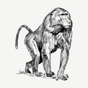 Baboon, wild animal collage element, | Free PSD - rawpixel