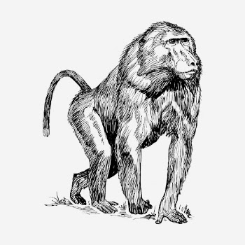 Baboon, wild animal hand drawn | Free Photo - rawpixel
