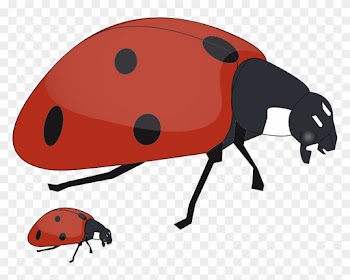Baby Book Clip Art - Mother And Baby Insect