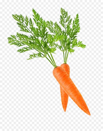 Baby carrot Clip art - carrot 