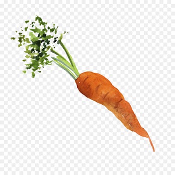 Baby carrot Organic food Vegetable - Water color carrot 