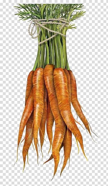 Baby carrot Towel Vegetable, carrot transparent background PNG clipart