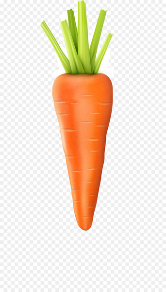Baby carrot Vegetable - Vector carrot 