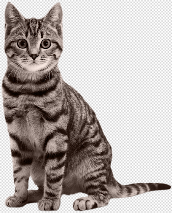 Baby Cat Free PNG Image