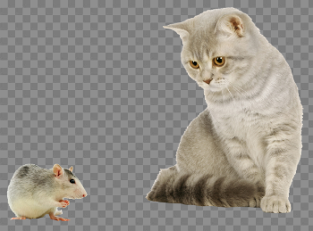 Baby Cat Transparent Images