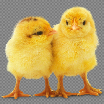 Baby Chicken PNG Background Image