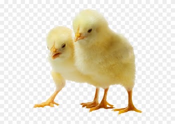Baby Chicken Png Clipart With Chicken Clipart - Baby Chicken Transparent