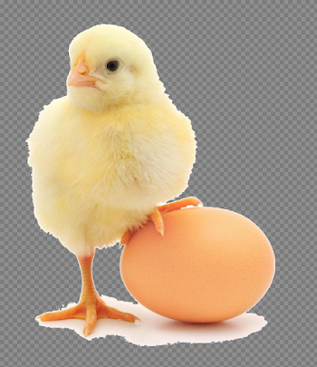 Baby Chicken PNG Free Download