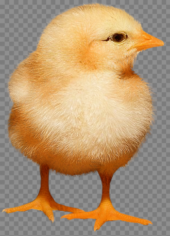 Baby Chicken PNG Image Background