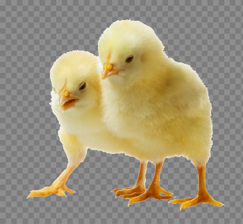 Baby Chicken PNG Photo