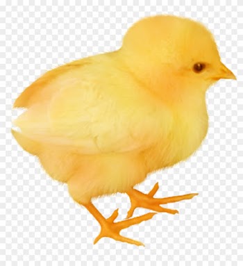 Baby Chicken Transparent Image - Chicken Baby Png