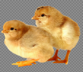 Baby Chicken Transparent Images