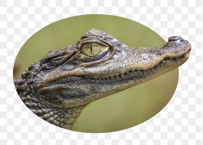 Baby crocodile crocodile png badge | Free PNG - rawpixel