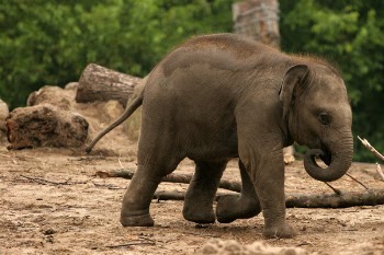 baby_elephant.jpg