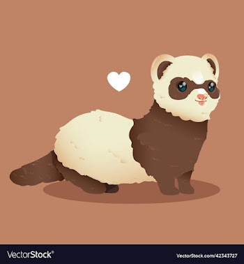 baby ferret