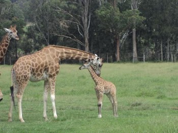 Baby Giraffe at MOGO ZOO NSW Australia.JPG