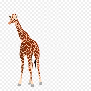 Baby Giraffes Clip art Image Portable Network Graphics Vector graphics - girafee pennant 