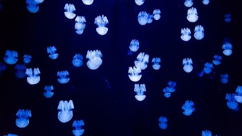 Baby jellyfish
