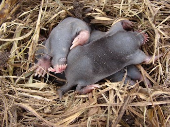 Baby moles | Free Photo - rawpixel