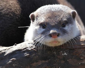 baby_otter.jpg