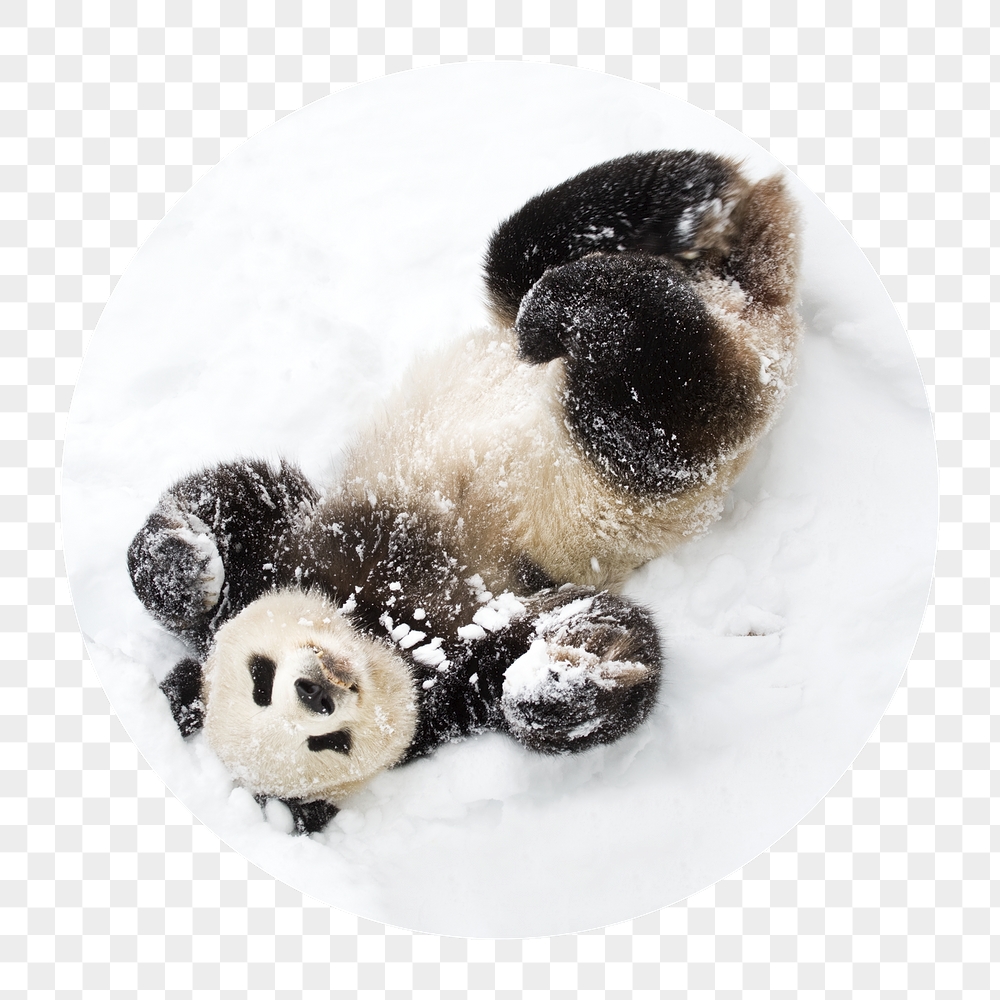 Baby panda png in snow | Free PNG - rawpixel
