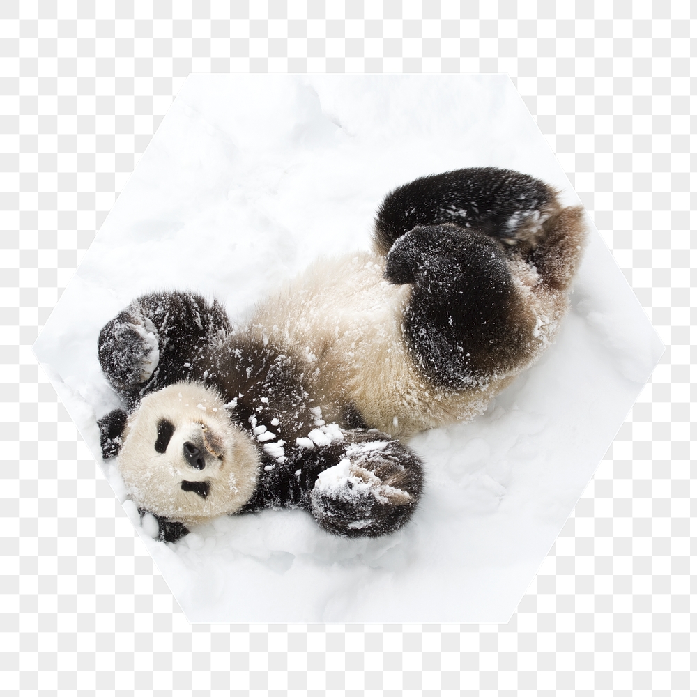 Baby panda png in snow | Free PNG - rawpixel
