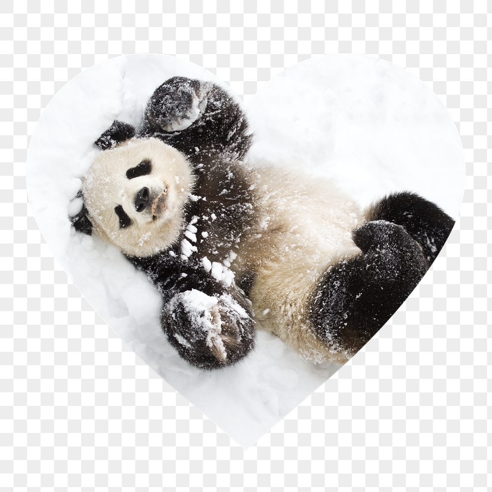 Baby panda png in snow | Free PNG - rawpixel